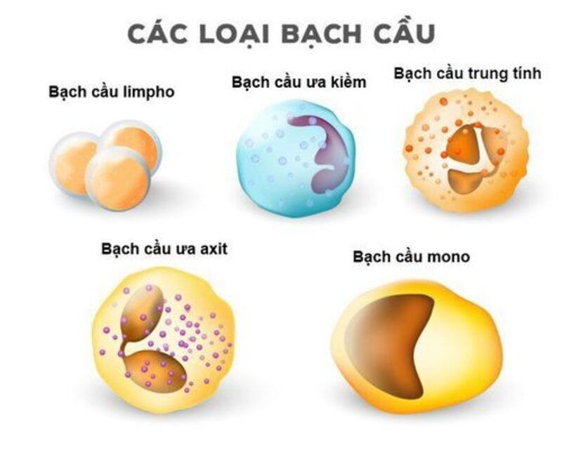 Các loại bạch cầu đảm nhận những vai trò khác nhau trong hệ miễn dịch