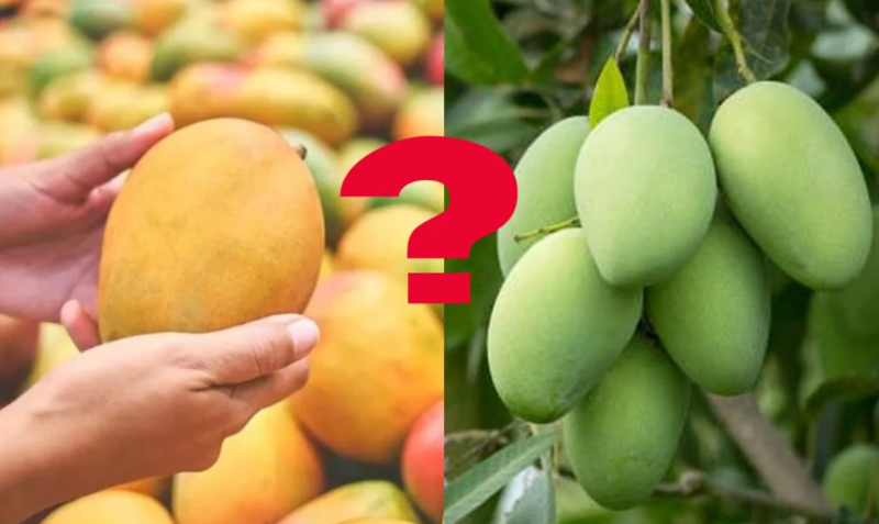 Xoài chín và xoài xanh có đặc điểm khác nhau, không có loại nào luôn tốt hơn trong mọi trường hợp